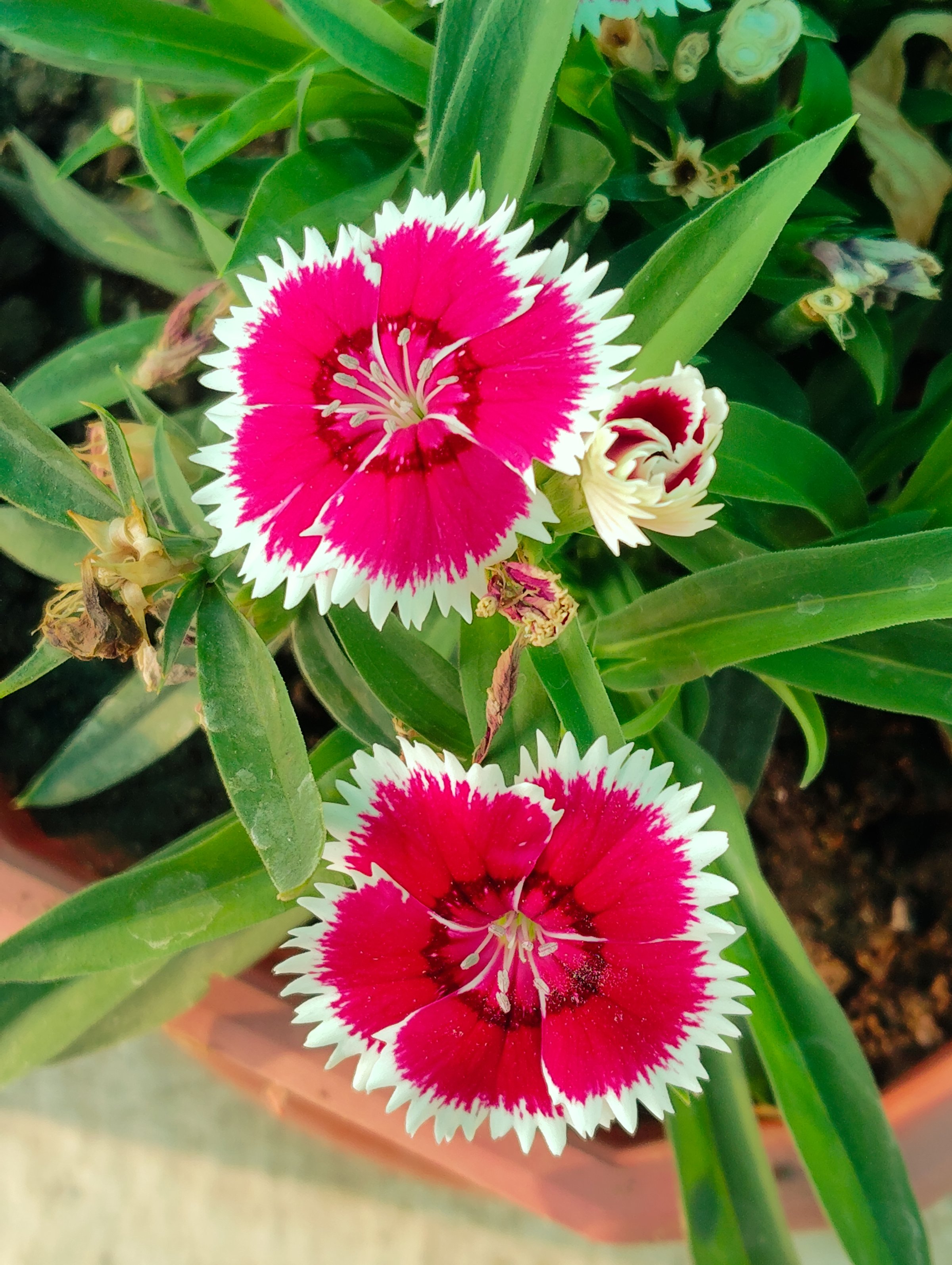 Flower